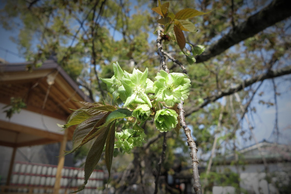 120kyoto200408028