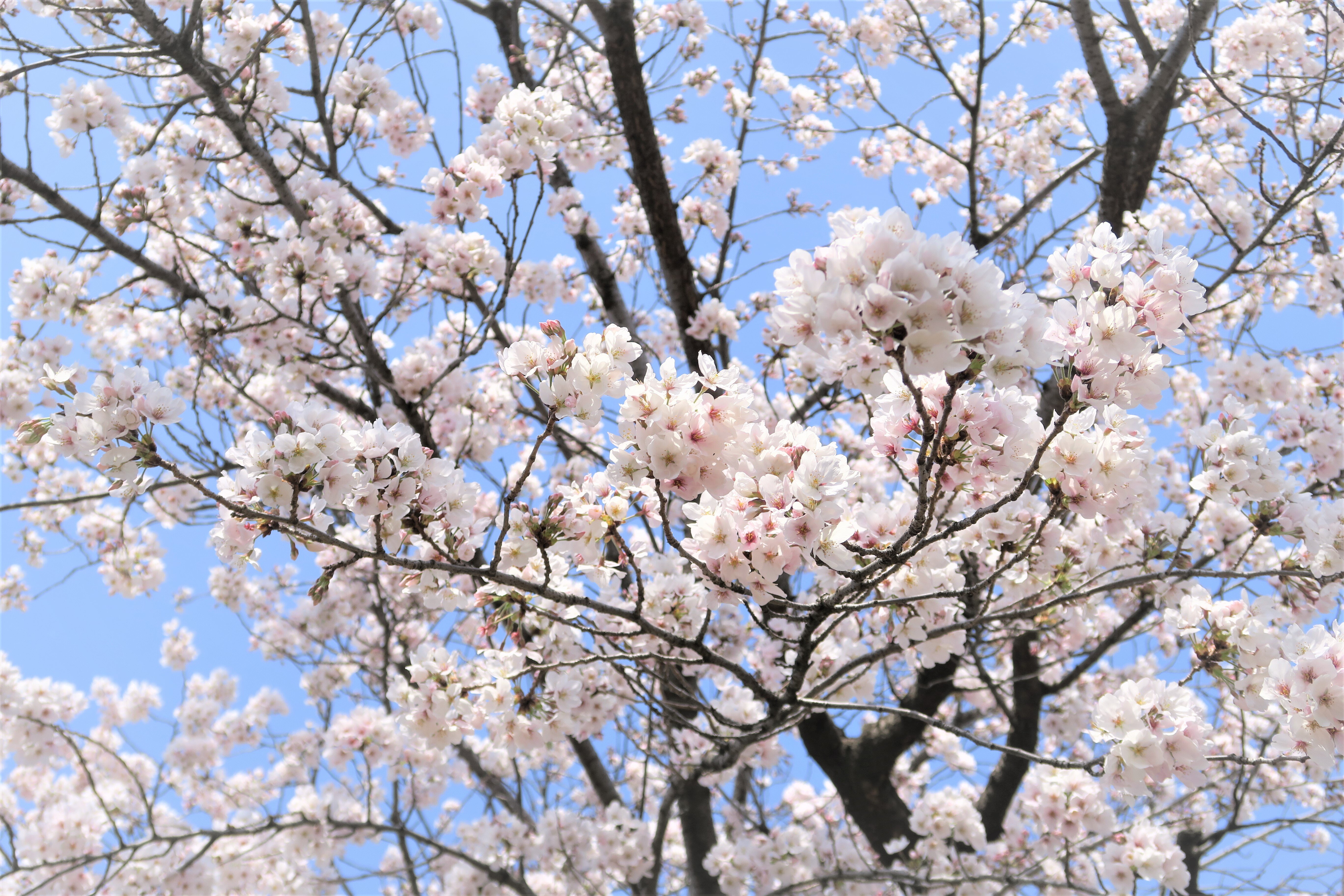 写真日々（8）-31- : 写真日々