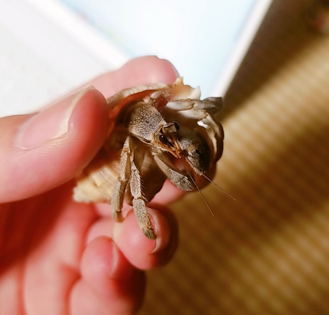 うちで飼ってるナキオカヤドカリくんの話 好きな食べ物をご紹介 日常を深掘りしたいブログ