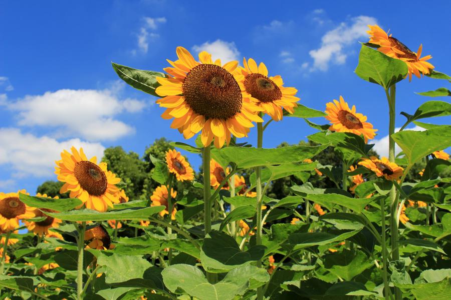 長居植物園のひまわりウィーク 21年 大阪探訪ブログ