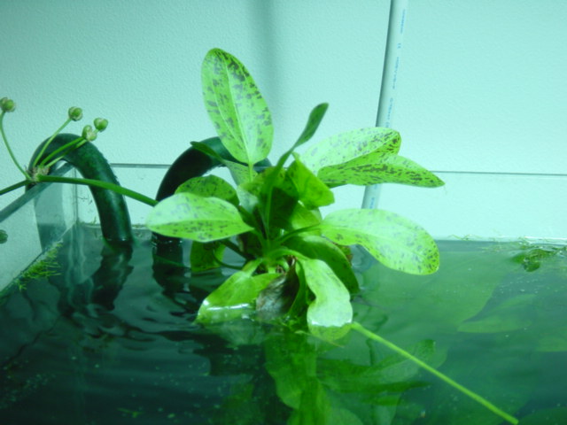 にょにょにょ日記 水草 熱帯魚 Livedoor Blog ブログ