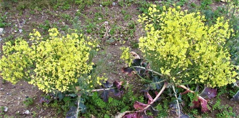 IMG_2480 (2)