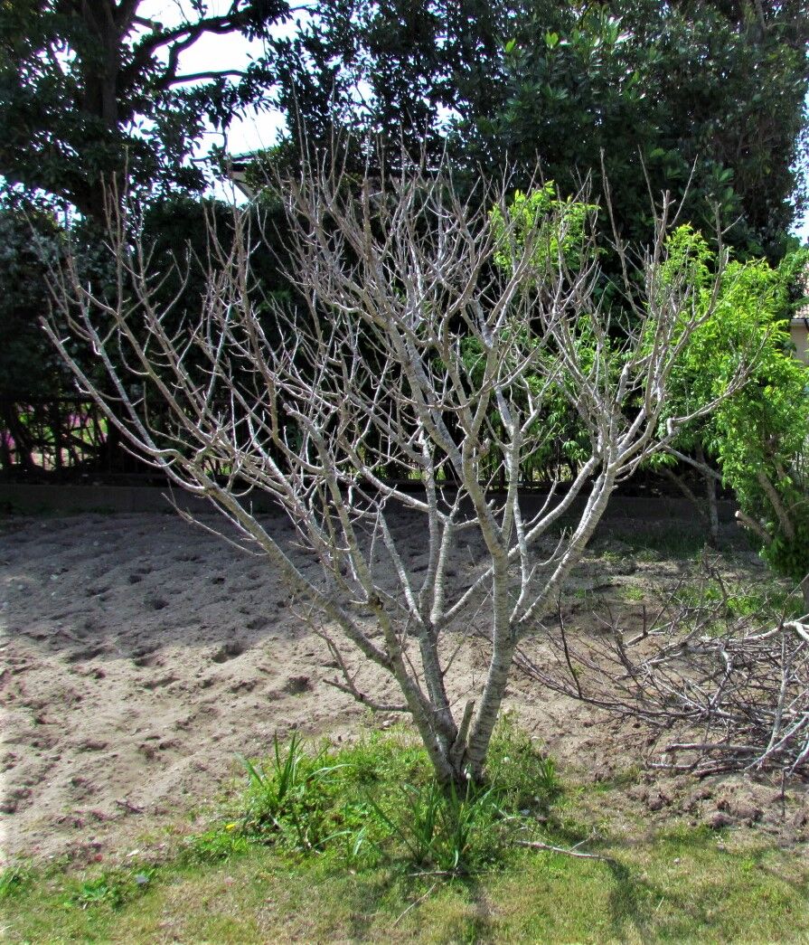 さくらんぼ の 木 枯れる