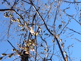 鶴舞公園さくら 2014/03/22