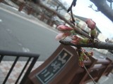 山崎川かなえ橋2010/03/17