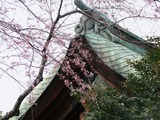 薄墨桜2011/03/19 名古屋大須三輪神社境内