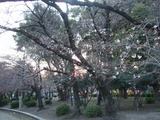 鶴舞公園2011/03/29
