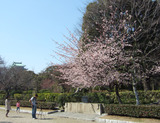 大寒桜