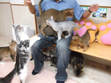 猫ハーレム