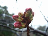 ソメイヨシノ20120323