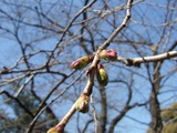 ソメイヨシノ 2011/03/19 鶴舞公園