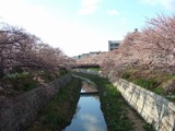 山崎川20120404