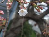 山崎川2010/03/17