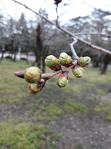 IMG_20190313_082353