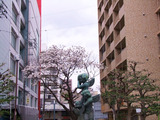 大須さくら