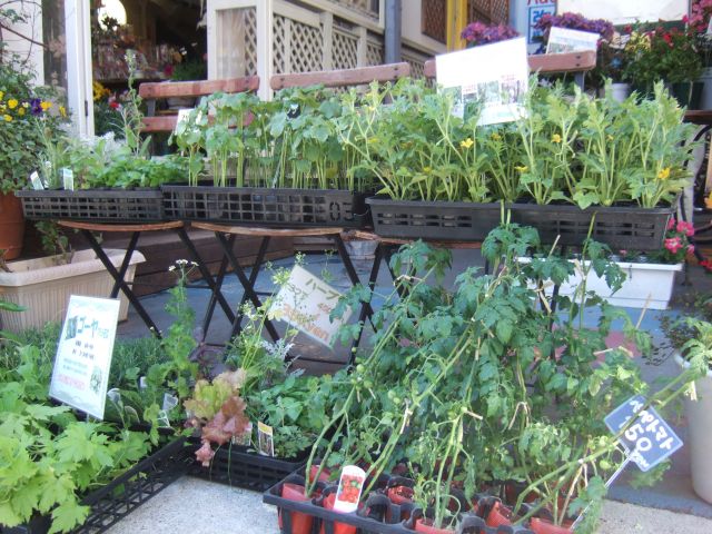 名古屋 大須電波ニュース 大須blog 農場系 リアルキット 好評発売中 花市場名古屋店 赤門通 Livedoor Blog ブログ