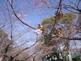 鶴舞公園20140324