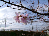 四季桜・清洲古城公園