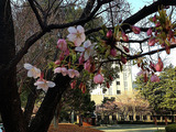 名古屋市制資料館オオカンザクラ2013/03/15
