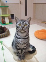 猫カフェサプリ