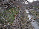 鼎小橋山崎川20110325