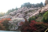 四季桜02