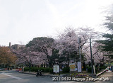鶴舞公園2011/04/02