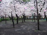 サクラ林