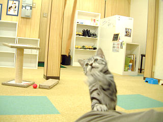 名古屋 大須電波ニュース 大須blog 大阪 猫喫茶 めぐりより帰還 Livedoor Blog ブログ 名古屋 大須電波ニュース 大須blog 大阪 猫喫茶 めぐりより帰還 Livedoor Blog ブログ