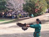 放鷹術