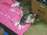 リアル招き猫(赤門)