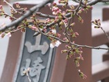 山崎川20110325