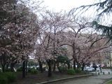 公会堂前2010/03/24