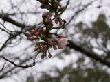 鶴舞公園20130318