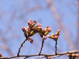 ソメイヨシノ20130317朝