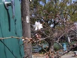 20110323_NagoyaTsurumaPark