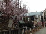 四季桜