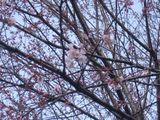 ひがんざくら 鶴舞公園ベビーゴルフ場