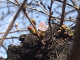 桜開花090318