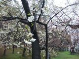 鶴舞公園2010/03/24
