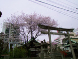 三輪神社薄墨桜20130318