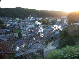豊田・小原地区四季サクラ2010/11/03
