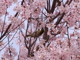 トウカイサクラとメジロ 徳川園20130327