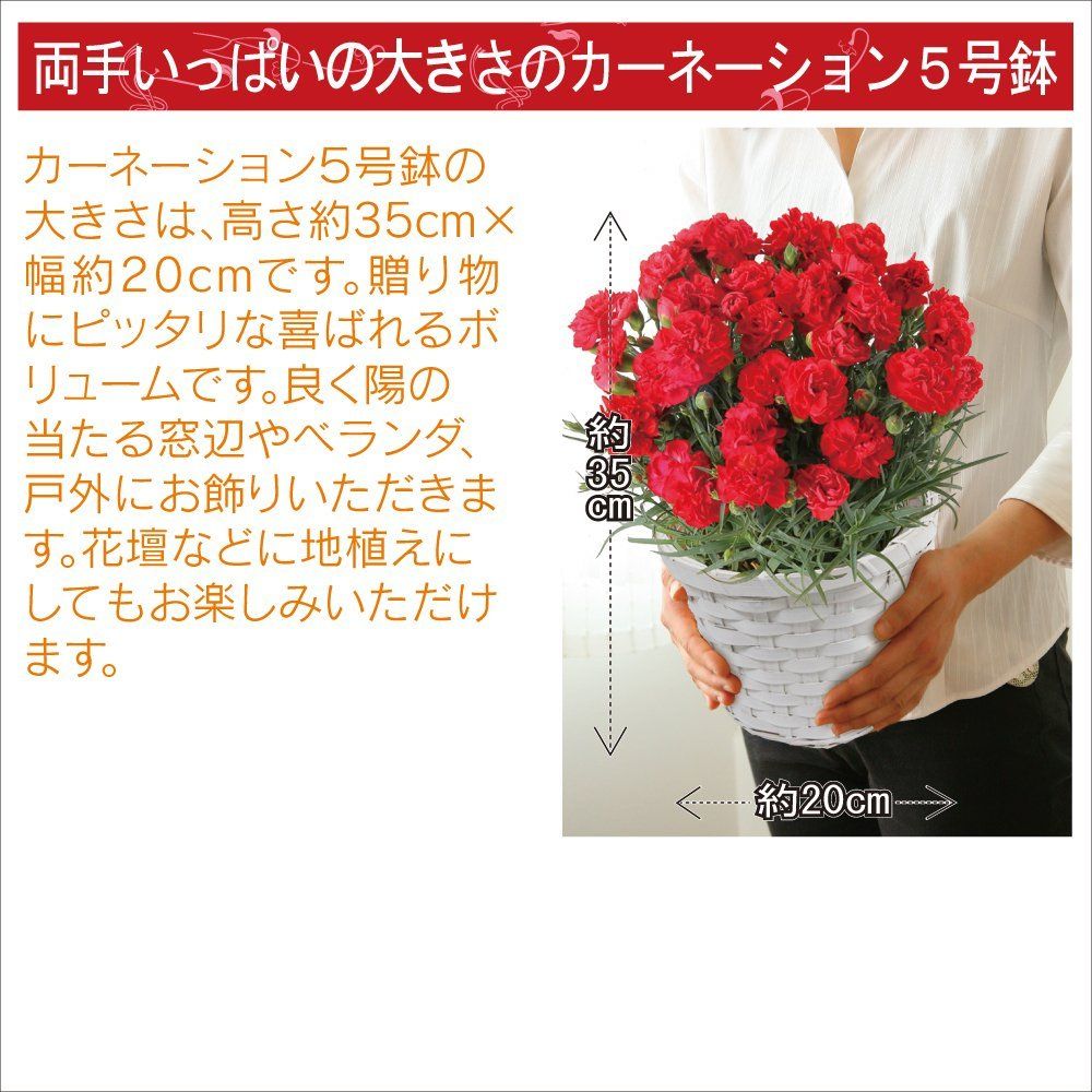 贈られた方もビックリ の大きさ 5号鉢カーネーション もらって嬉しい食べて美味しい母の日ギフト