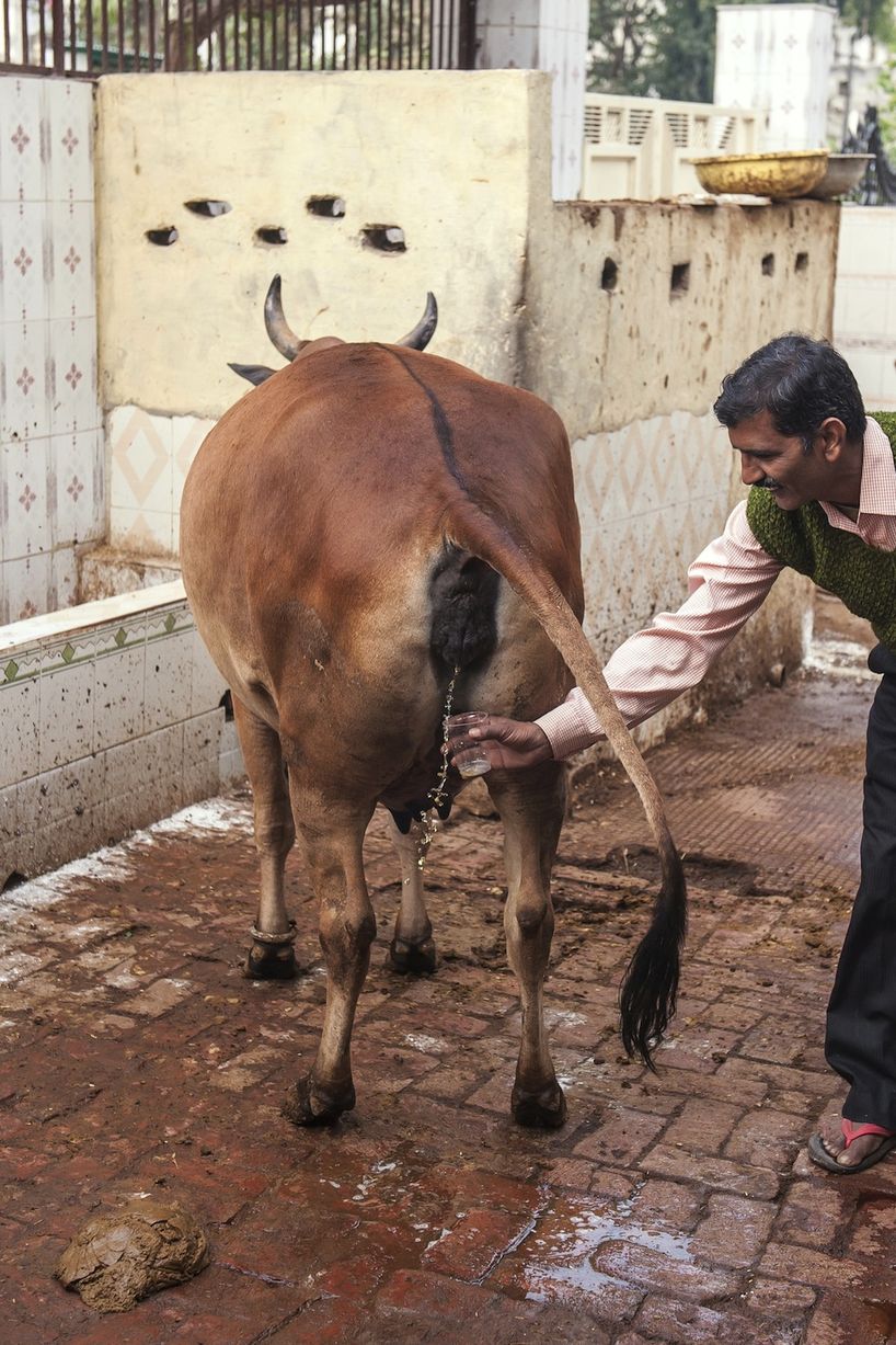 【牛の尿を飲む】糖尿病、癌、ハゲに効く…牛の尿を飲む健康法がひそかなブームに？（写真あり） お食事ニュース速報