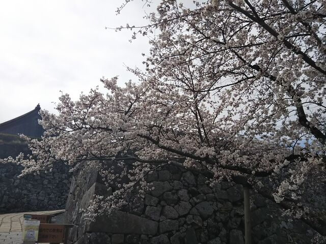 年03月 篠山城大書院 徒然日記 年03月 篠山城大書院 徒然日記