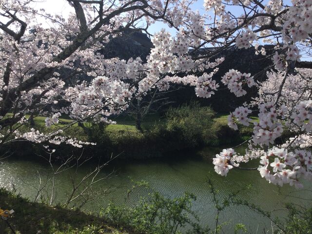 桜 篠山城大書院 徒然日記 桜 篠山城大書院 徒然日記