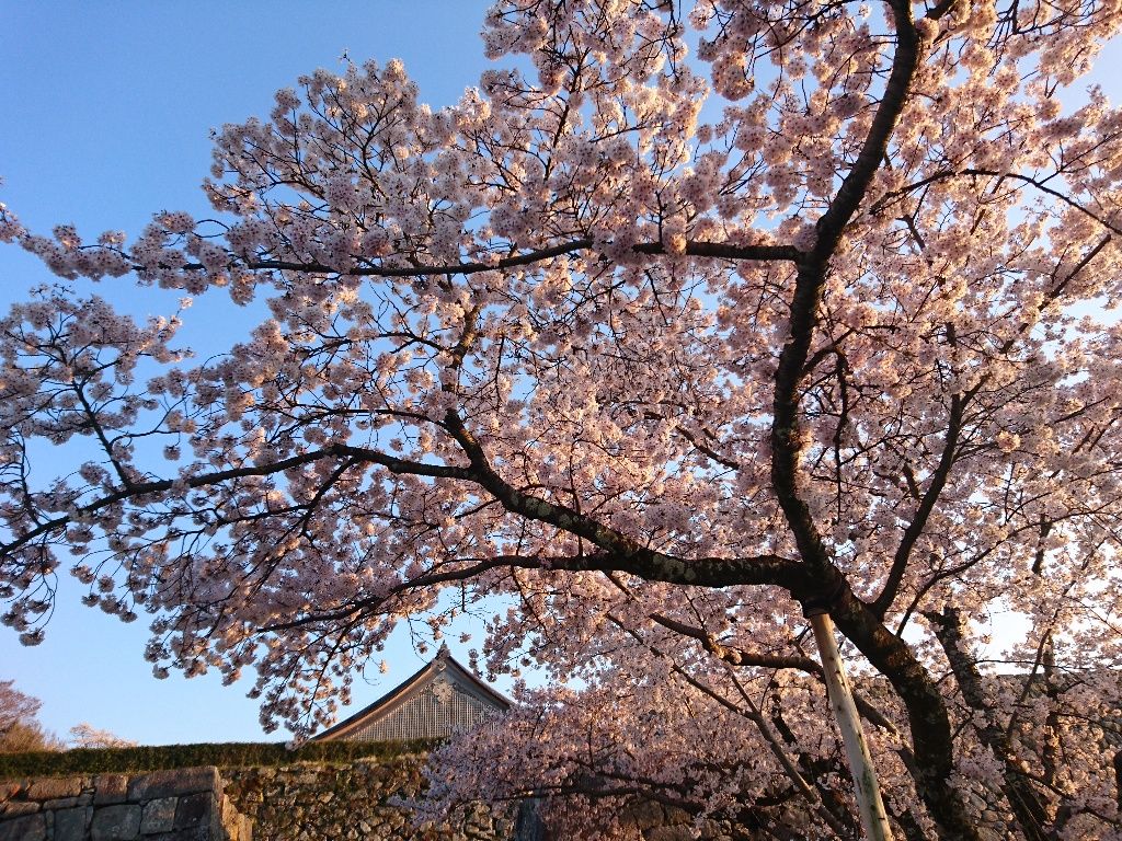 篠山城 桜 篠山城 桜祭り 篠山城 桜 篠山城 桜祭り