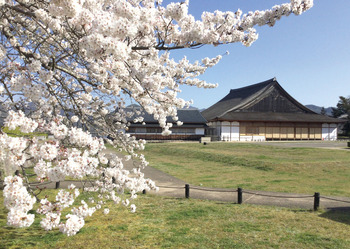 ①IMG_0799 桜風景