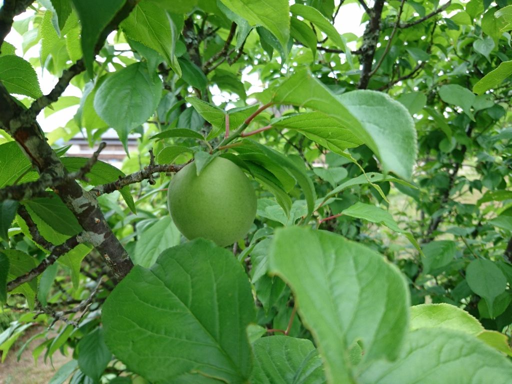 イメージ 2